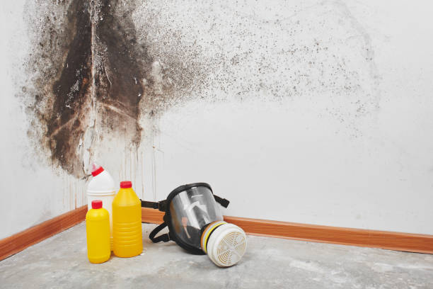 Best Black Mold Removal  in Orida Ridge, FL