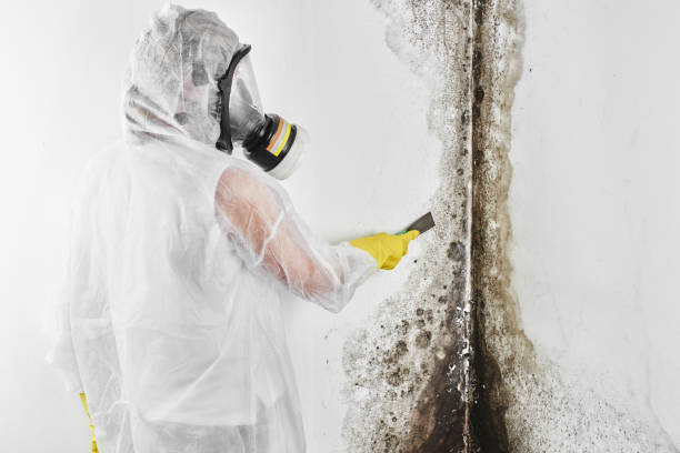 Best Residential Mold Removal  in Orida Ridge, FL