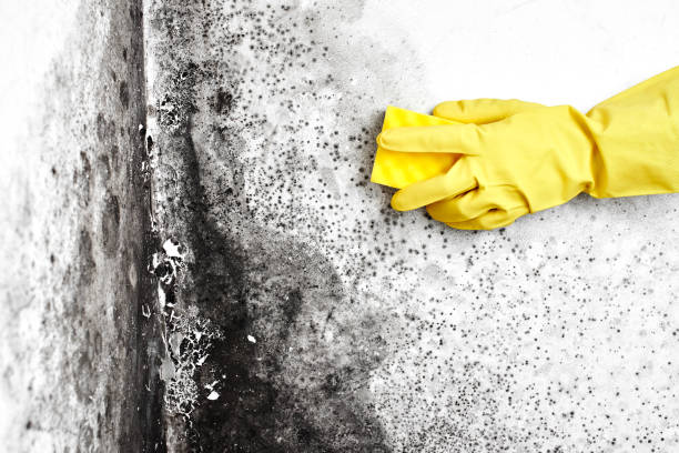 Best Professional Mold Removal  in Orida Ridge, FL