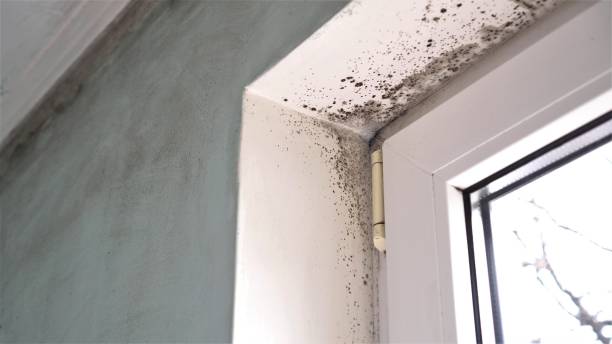 Best Local Mold Removal Service  in Orida Ridge, FL