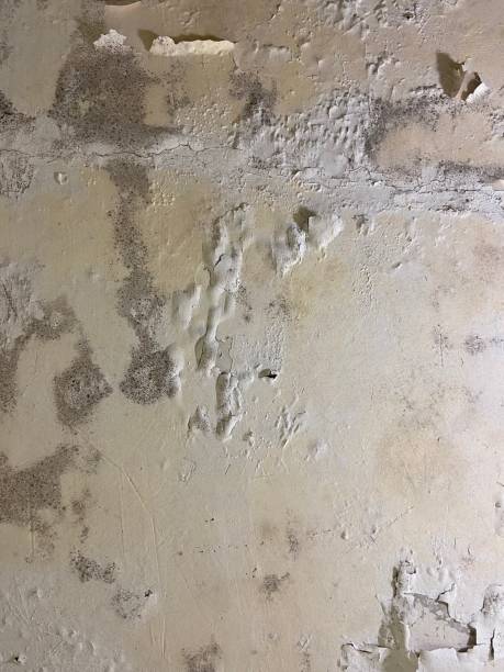 Best Mold Damage Repair  in Orida Ridge, FL