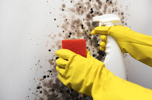 Best Affordable Mold Removal  in Orida Ridge, FL