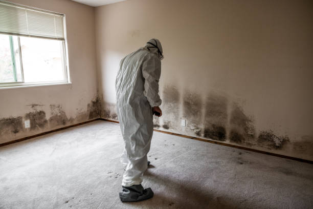 Best Certified Mold Removal  in Orida Ridge, FL