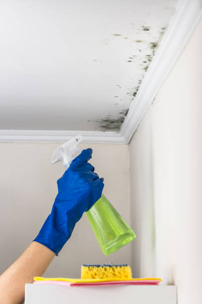 Best Commercial Mold Removal  in Orida Ridge, FL